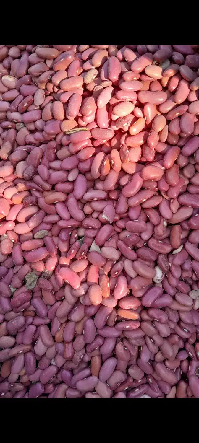 لوبیا قرمز|عمدهفروشی|قره چای, |دیوار