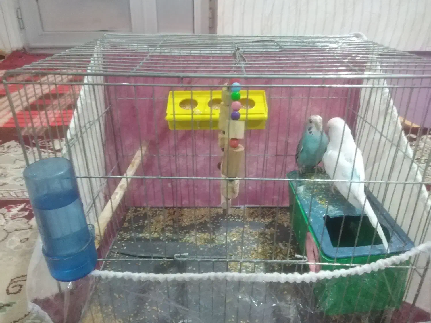 مرغ عشق سالم نر و ماده|پرنده|پارس‌آباد, |دیوار