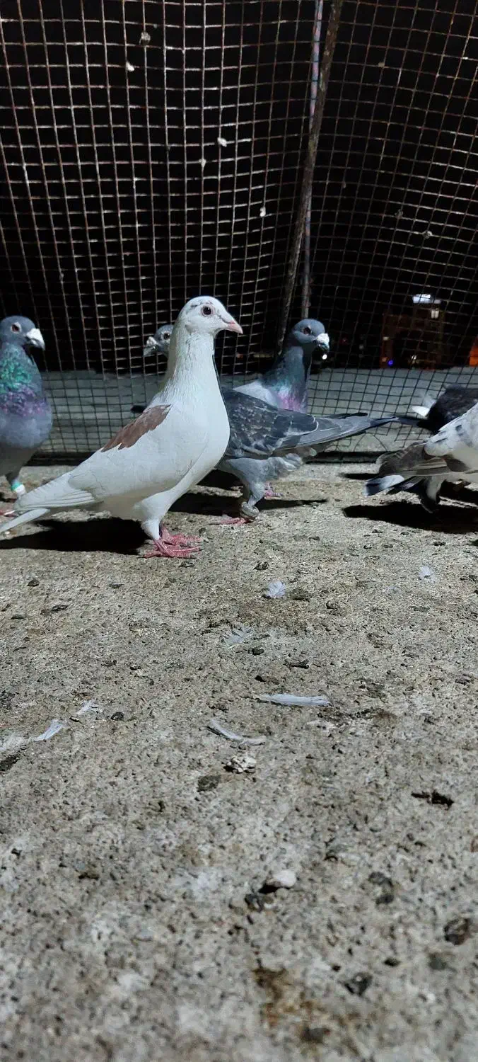 ۱۶ عدد کبوتر صحیح و سالم|پرنده|چابهار, |دیوار