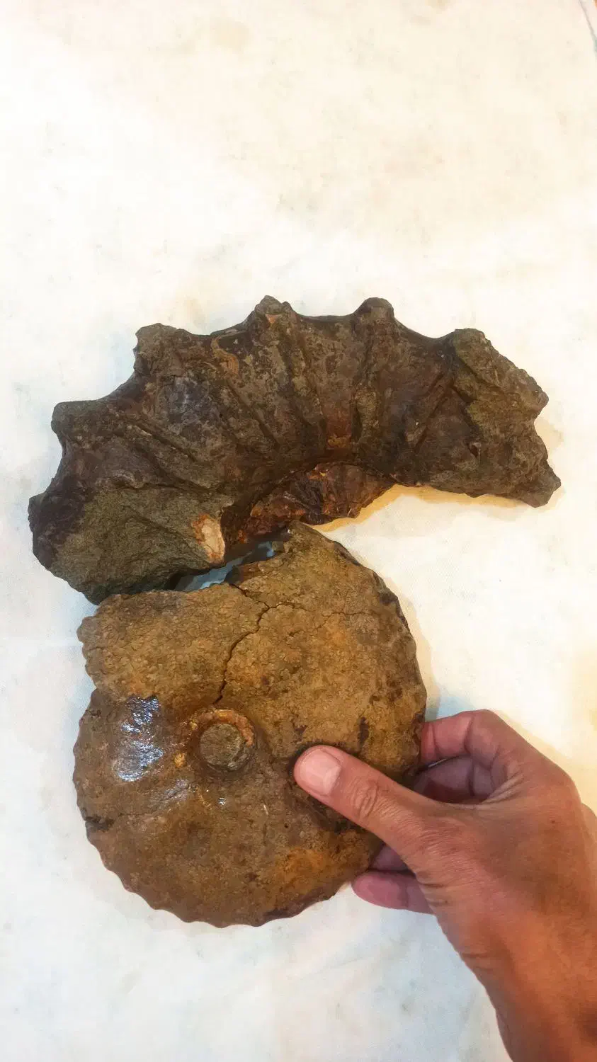 آمونیت ۱۵۰ میلیون ساله عطیقه|کلکسیون اشیاء عتیقه|شاندیز, |دیوار