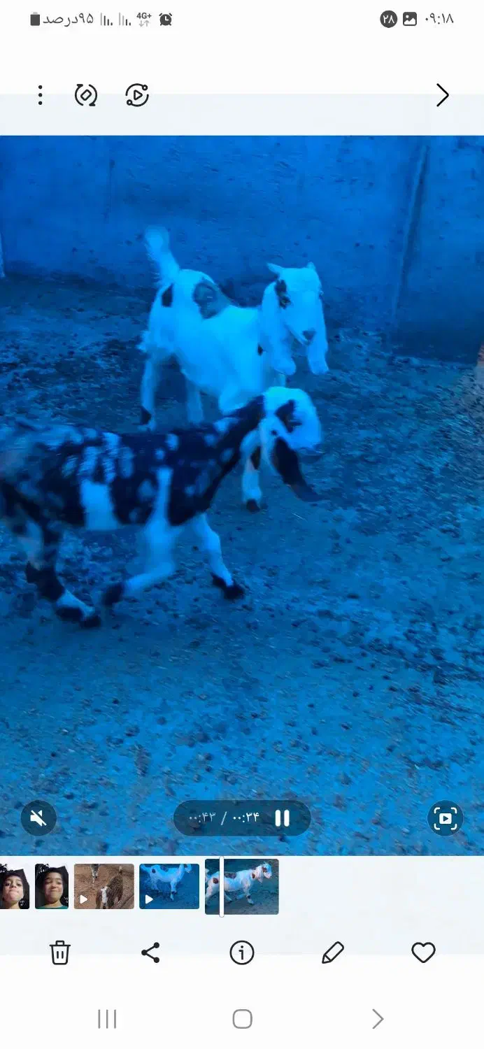 بزغاله افغانی|حیوانات مزرعه|کوهی‌خیل, |دیوار