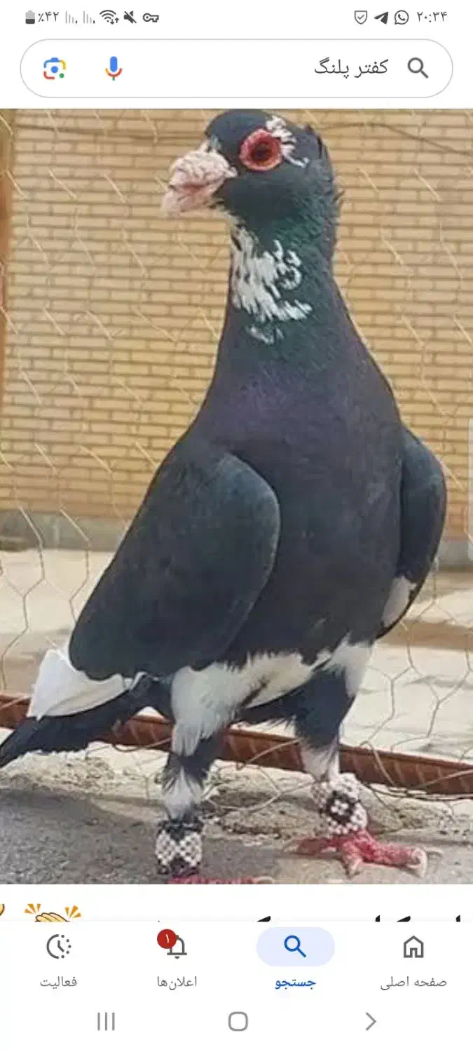 جوجه دستی|پرنده|فردوس (کرمان), |دیوار