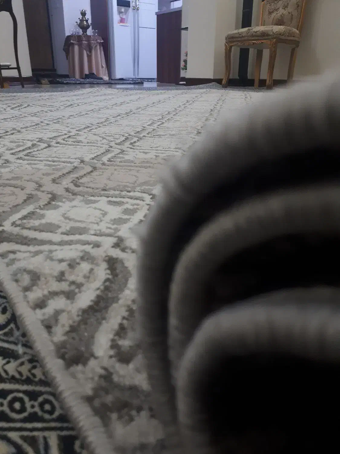 موکت فرشی ظریف مصور|موکت|ری, دیلمان|دیوار