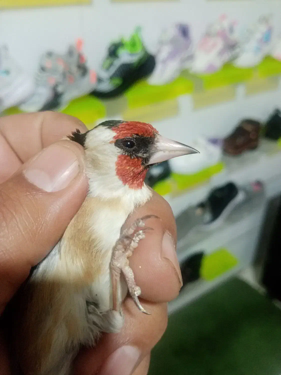 فروش سهره|پرنده|یزد, |دیوار