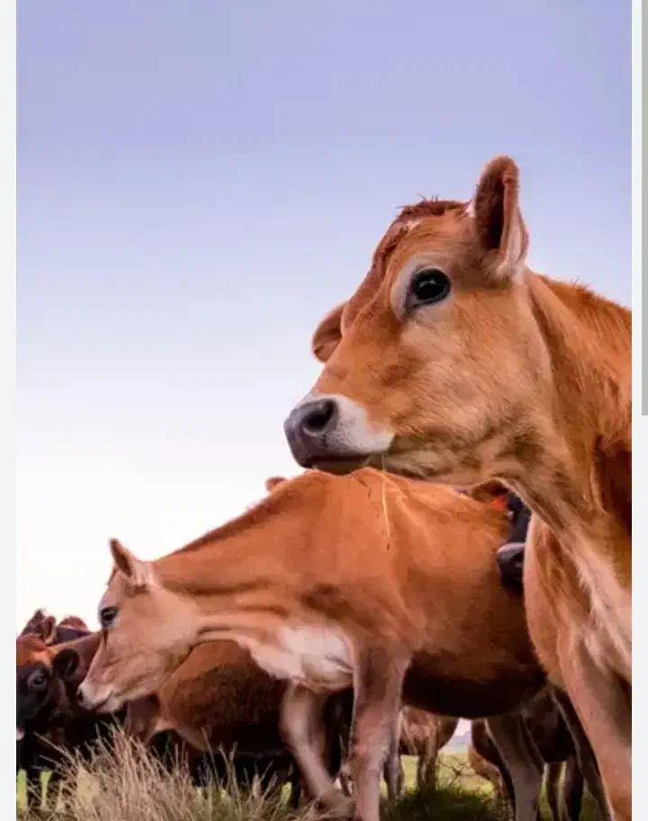 موفت ...فروش گوساله۲سال۷ماه|حیوانات مزرعه|منوجان, |دیوار