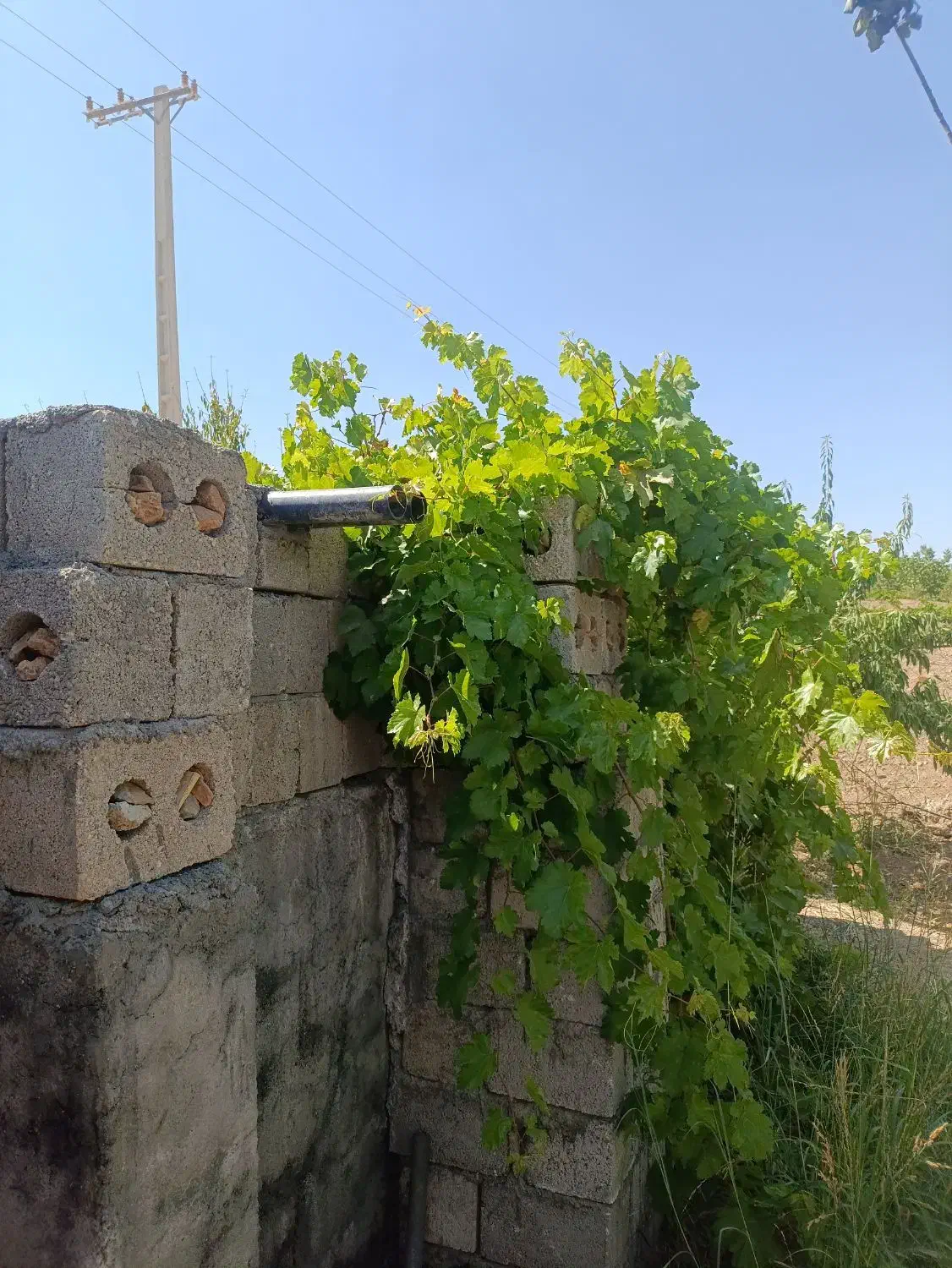 500متر باغ انگور جنب جاده اصلی|فروش دفتر صنعتی، کشاورزی، تجاری|شهرکرد, |دیوار