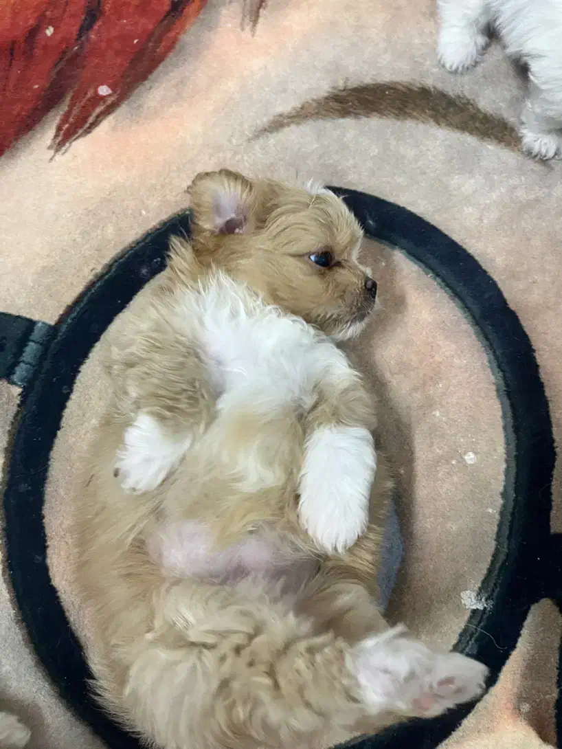 سگ دوماهه شیترو پامر|سگ|اصفهان, سپاهانشهر|دیوار