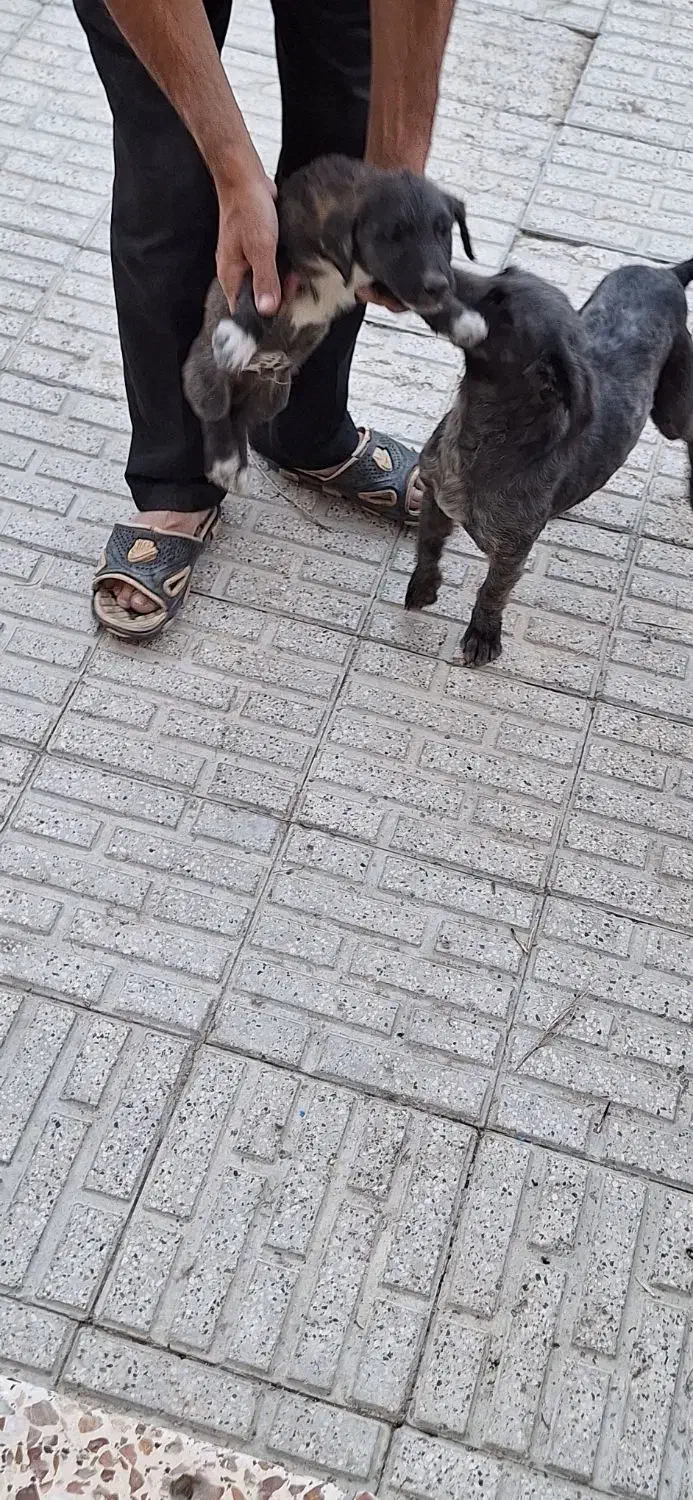 سگ و توله|سگ|شیروان (خراسان), |دیوار