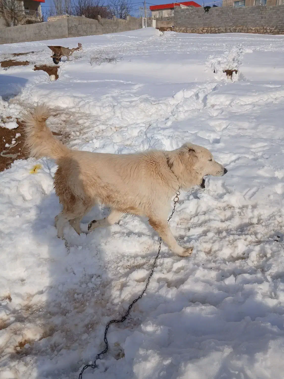سگ گوسفندی|سگ|بجنورد, |دیوار