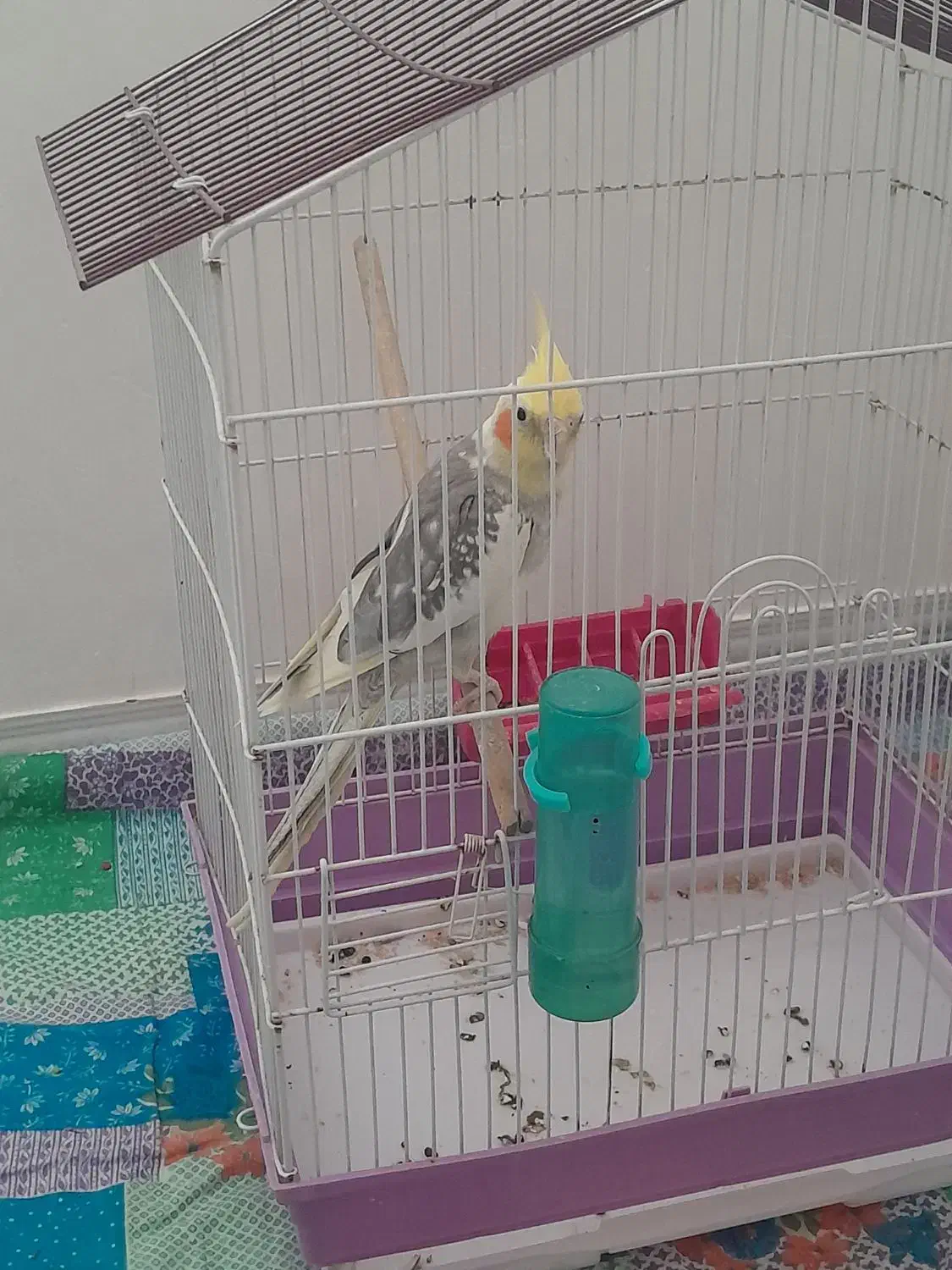 عروس سخنگو|پرنده|قم, زند آباد|دیوار