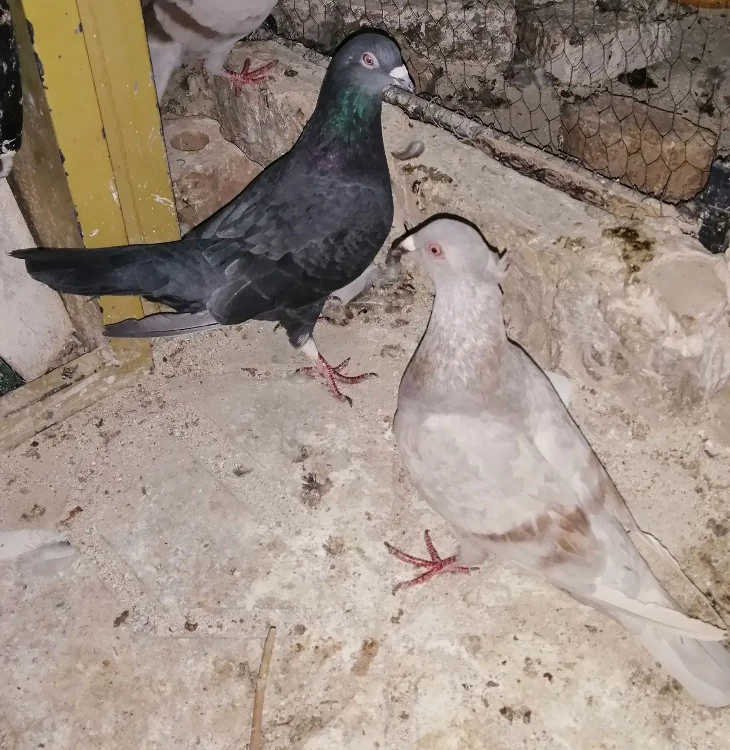 4 عدد کفتر (کبوتر) مناسب نو بازی|پرنده|تربت‌حیدریه, شهرک ولیعصر|دیوار