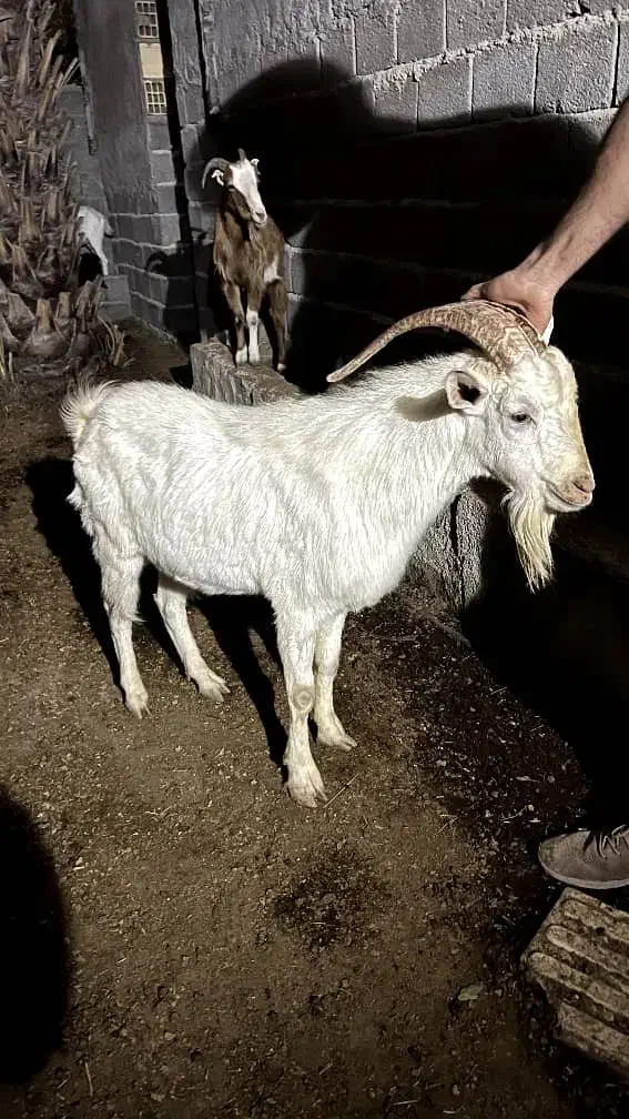 پازن سانن|حیوانات مزرعه|بندر گناوه, |دیوار