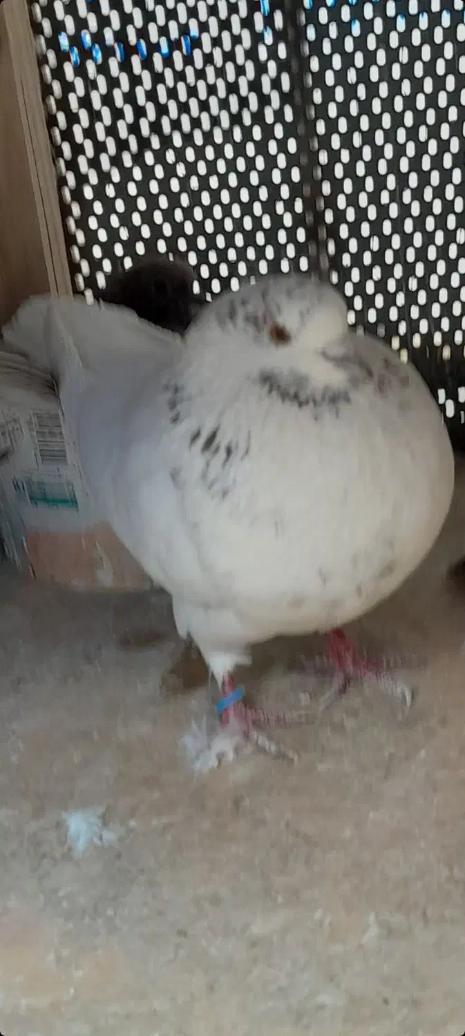 کفتر|پرنده|تهران, ازگل|دیوار