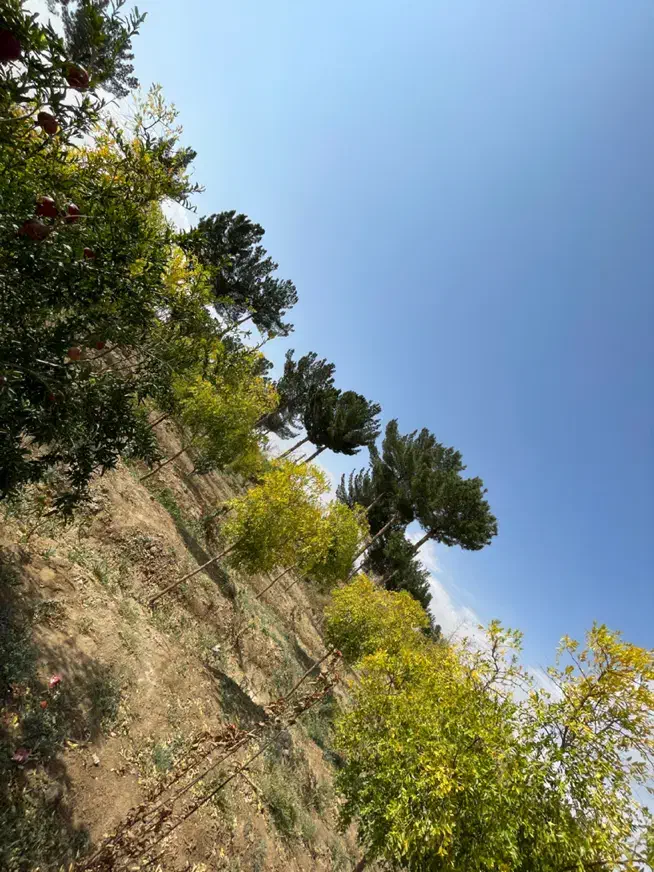 فروش باغ ۱۰۰۰ متری با موقعیت عالی|فروش زمین و ملک کلنگی|خوسف, |دیوار