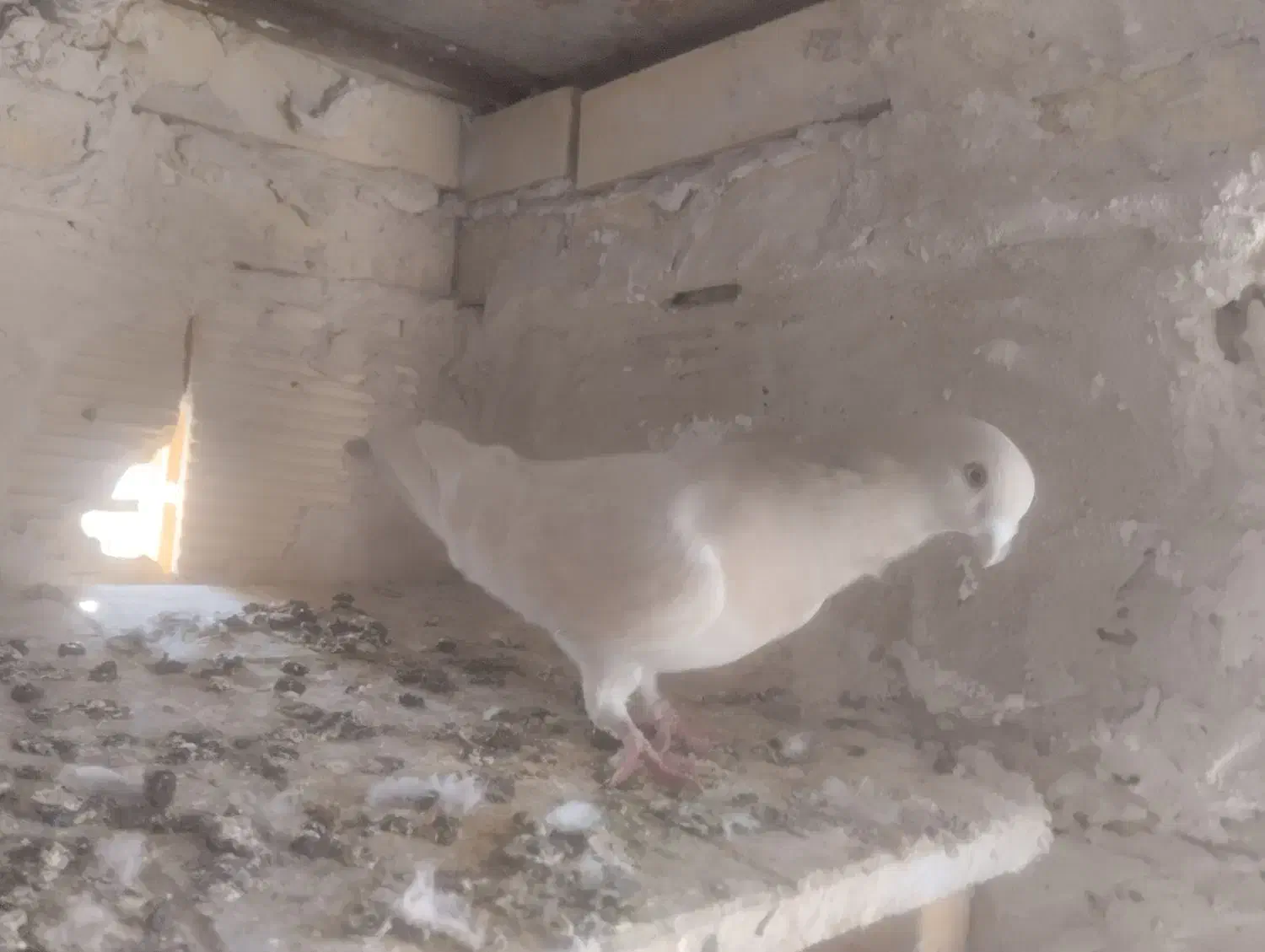 سه عدد کبوتر جوان|پرنده|سنندج, |دیوار