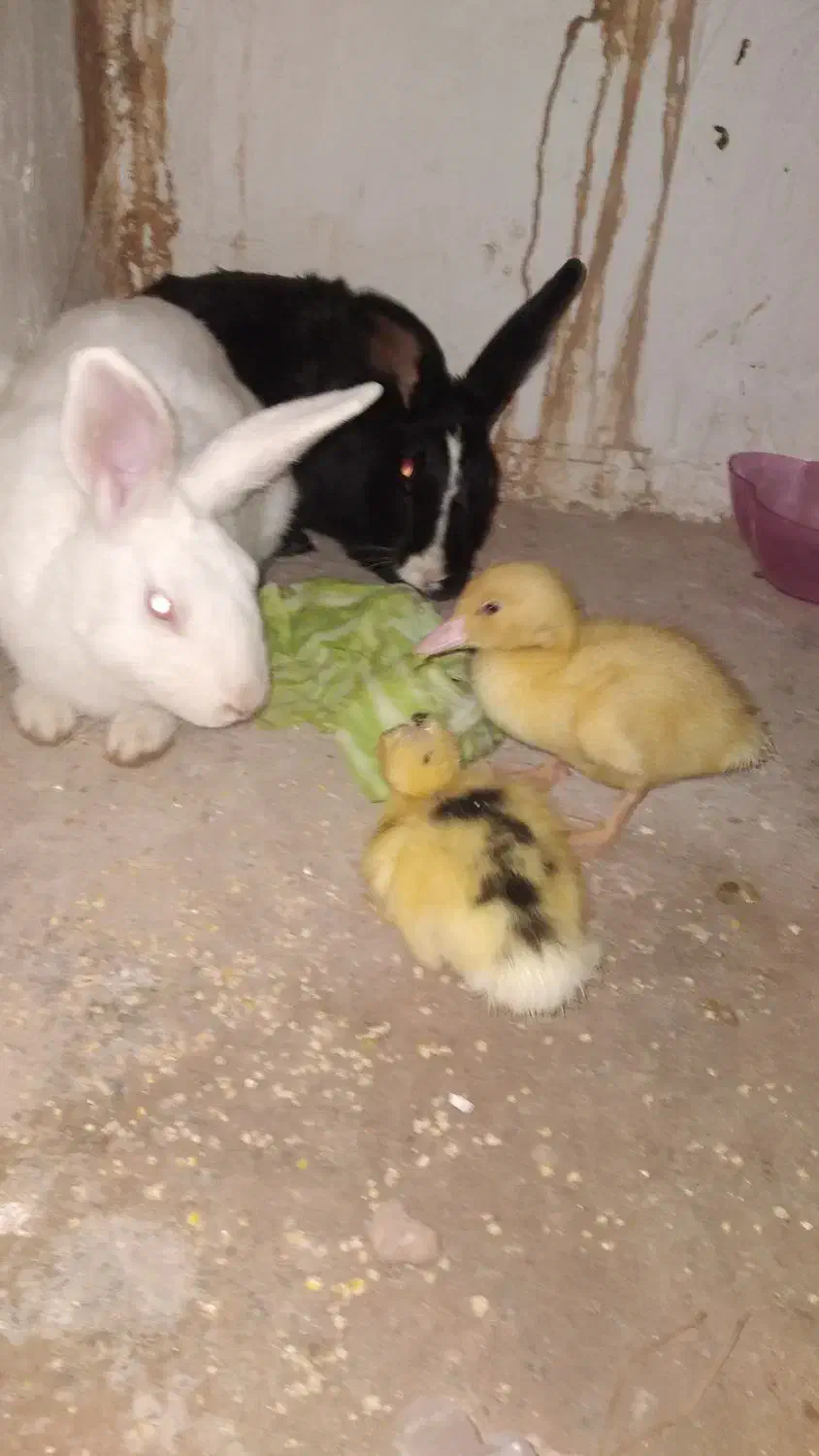 اردک و خرگوش|موش و خرگوش|زرند, |دیوار