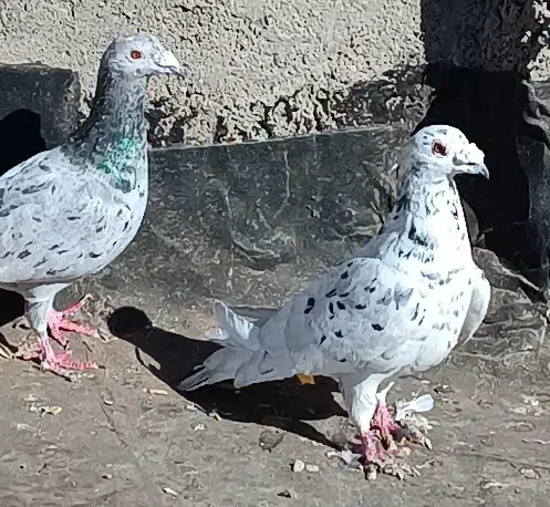 کبوتر|پرنده|نیشابور, مبارکه|دیوار