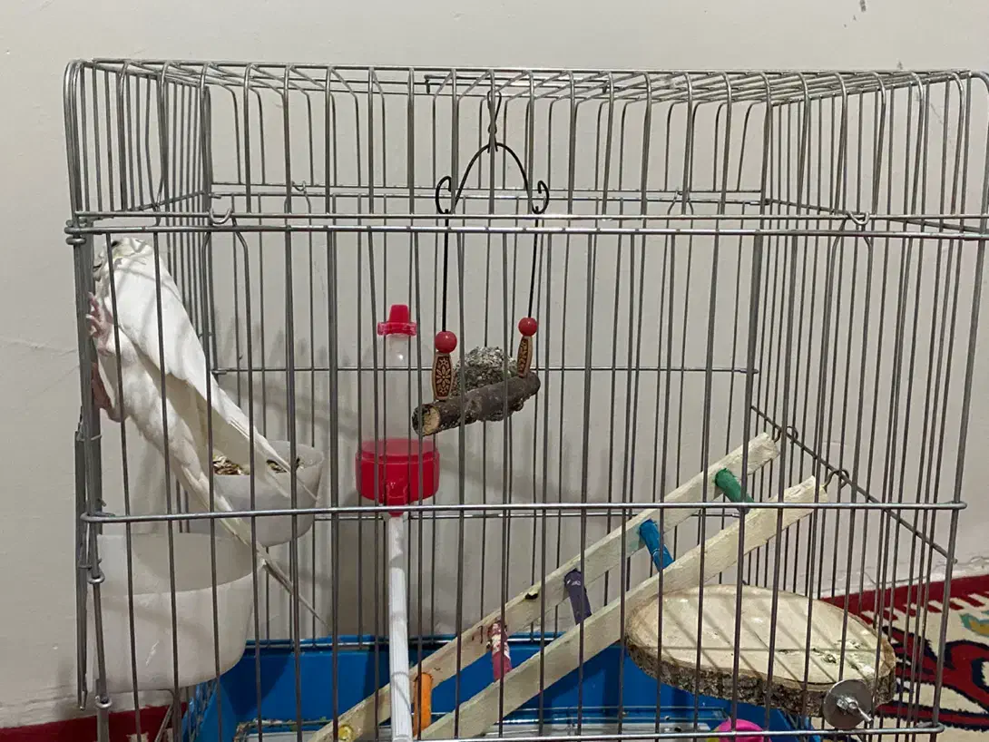 عروس هلندی نر سخنگو|پرنده|خرم‌آباد, |دیوار