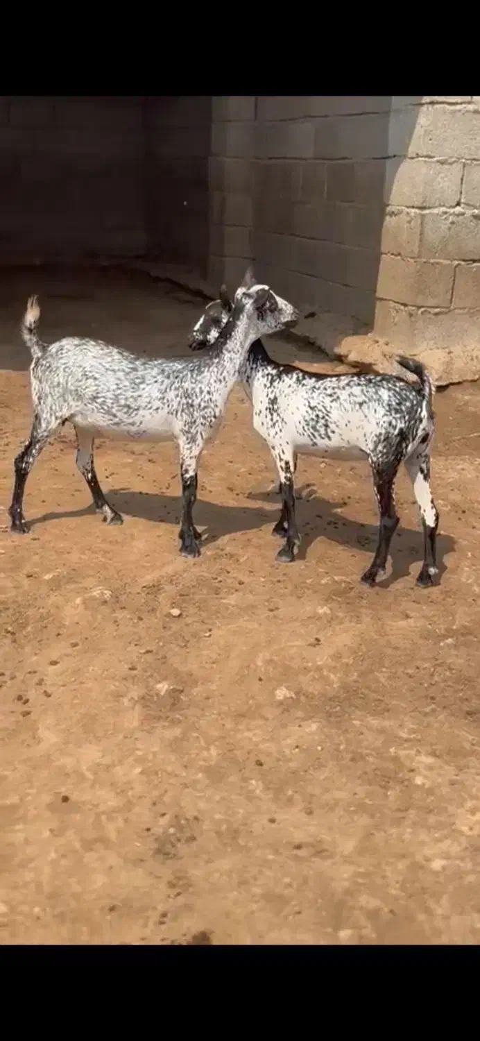 داشتی|حیوانات مزرعه|سقز, |دیوار