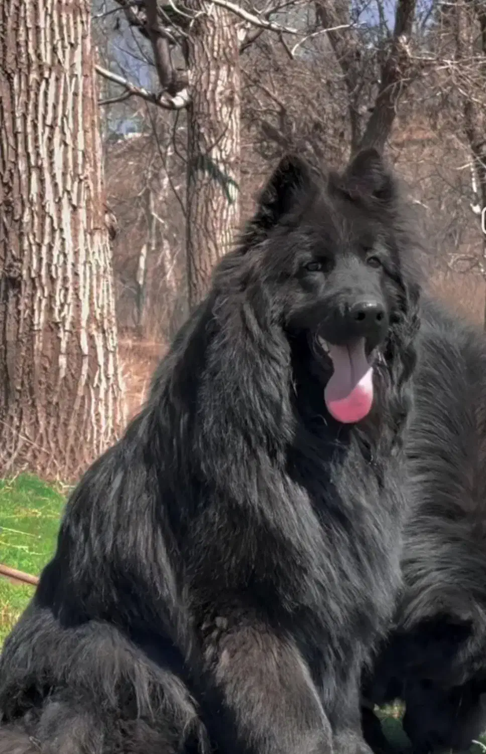 ژرمن بلک|سگ|کنگاور, |دیوار