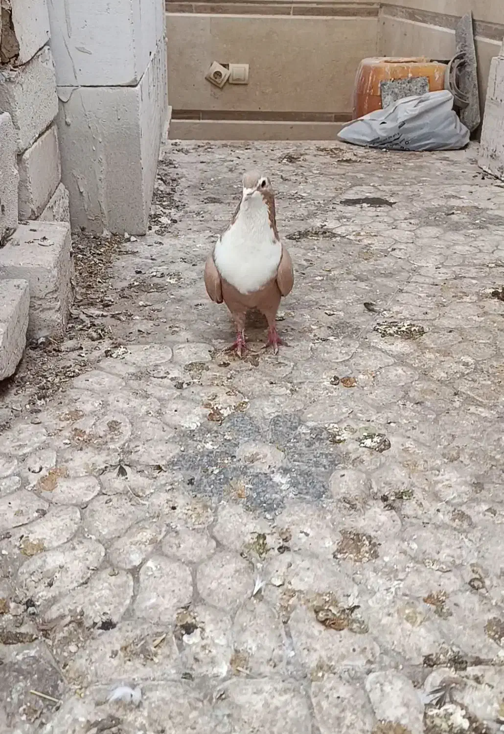 زرد ریشی|پرنده|کرمان, |دیوار