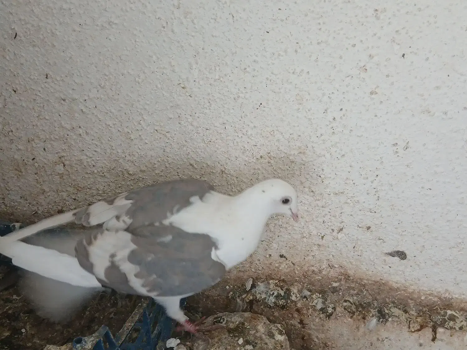 کبوتر دوبال اهوازی نر|پرنده|گنبد کاووس, |دیوار