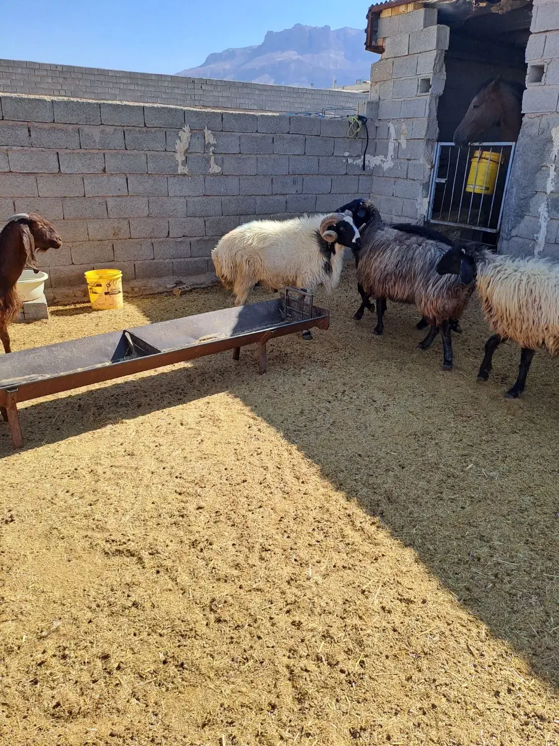 فروش قوچ بذری|حیوانات مزرعه|نی‌ریز, |دیوار