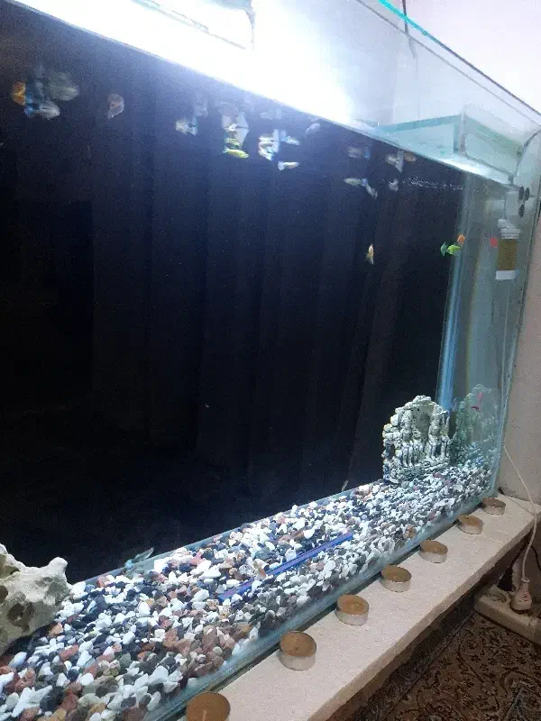 اکواریوم|ماهی|فردیس, ثابتی|دیوار