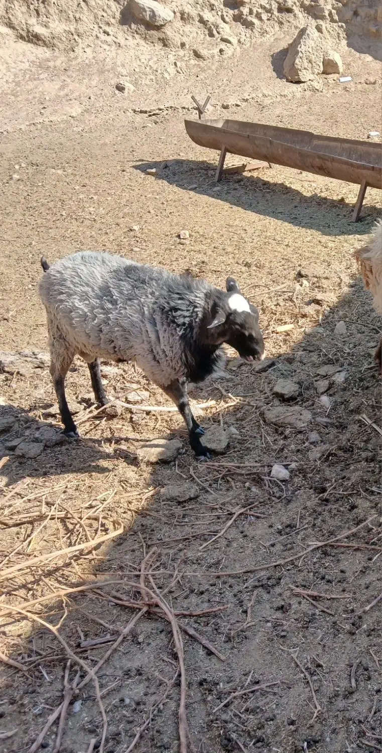 بره قوچ رومانوف|حیوانات مزرعه|کاشان, شهرک صنعتی راوند|دیوار