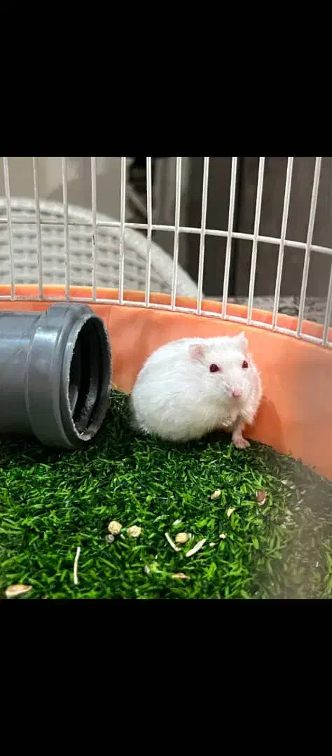 همستر به تعداد|موش و خرگوش|اندیشه, اندیشه فاز ۱|دیوار