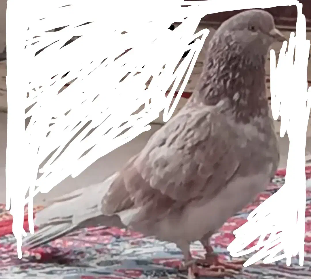 کبوتر گرگی|حیوانات|کوهدشت, |دیوار