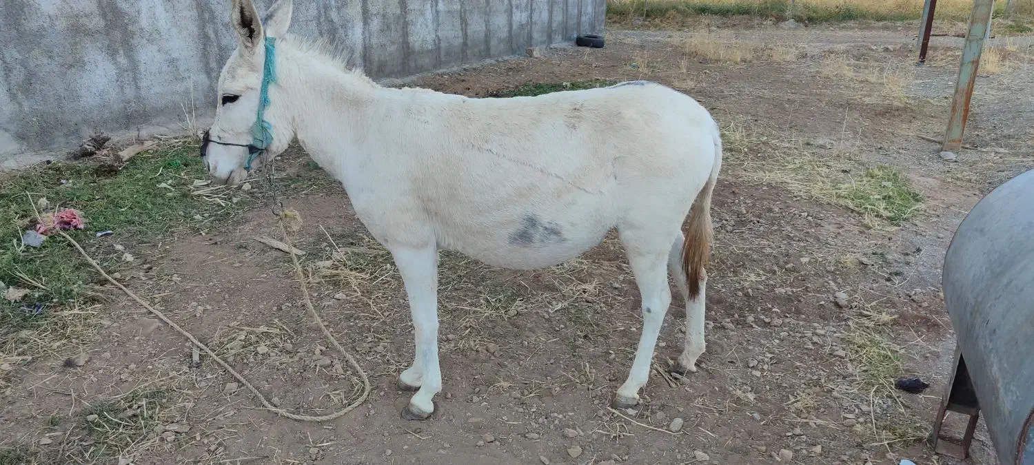 فروش سه راس الاغ|حیوانات مزرعه|الشتر, |دیوار