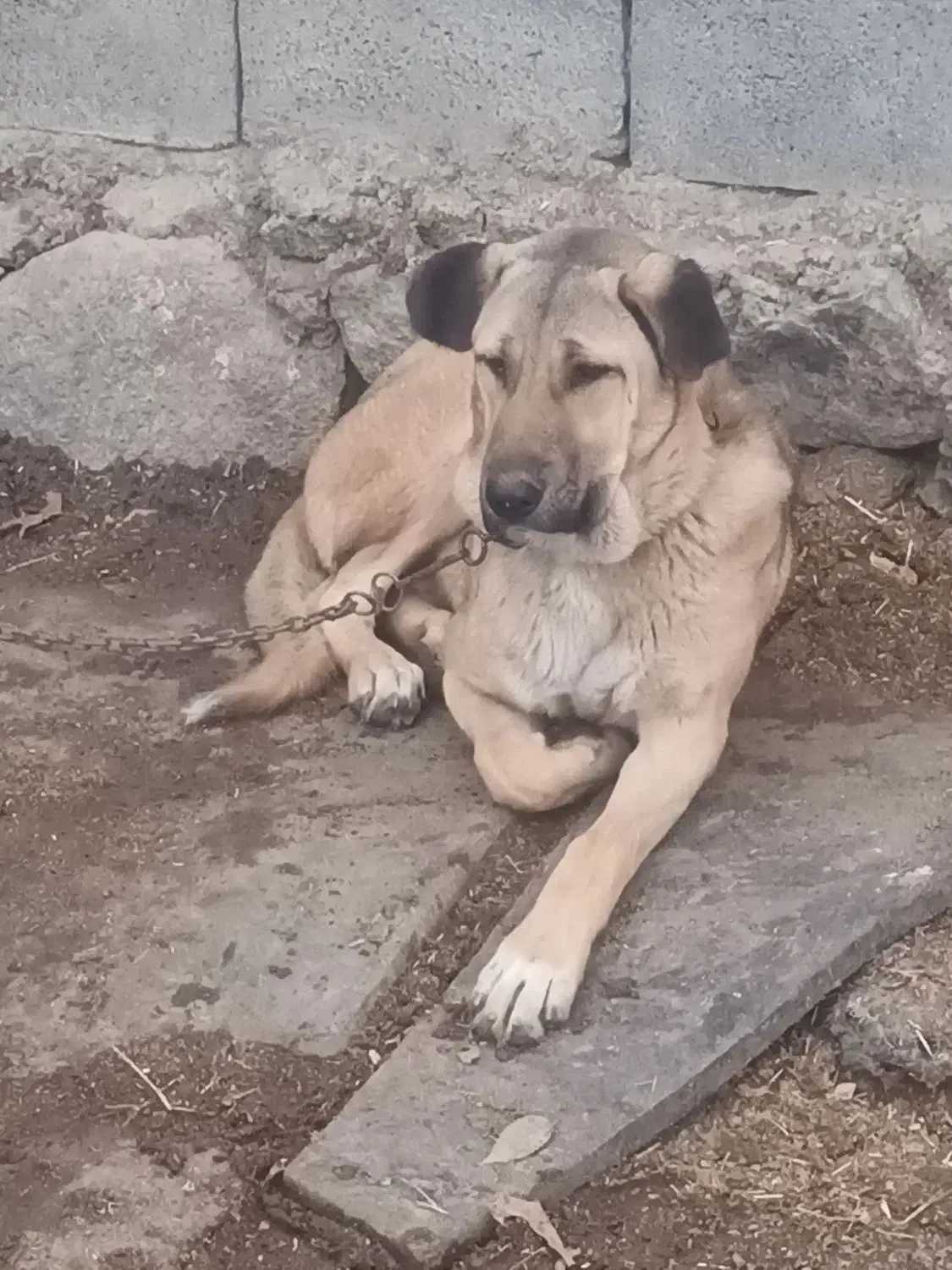 توله ماده کرد ۷ ماهه|سگ|تویسرکان, |دیوار