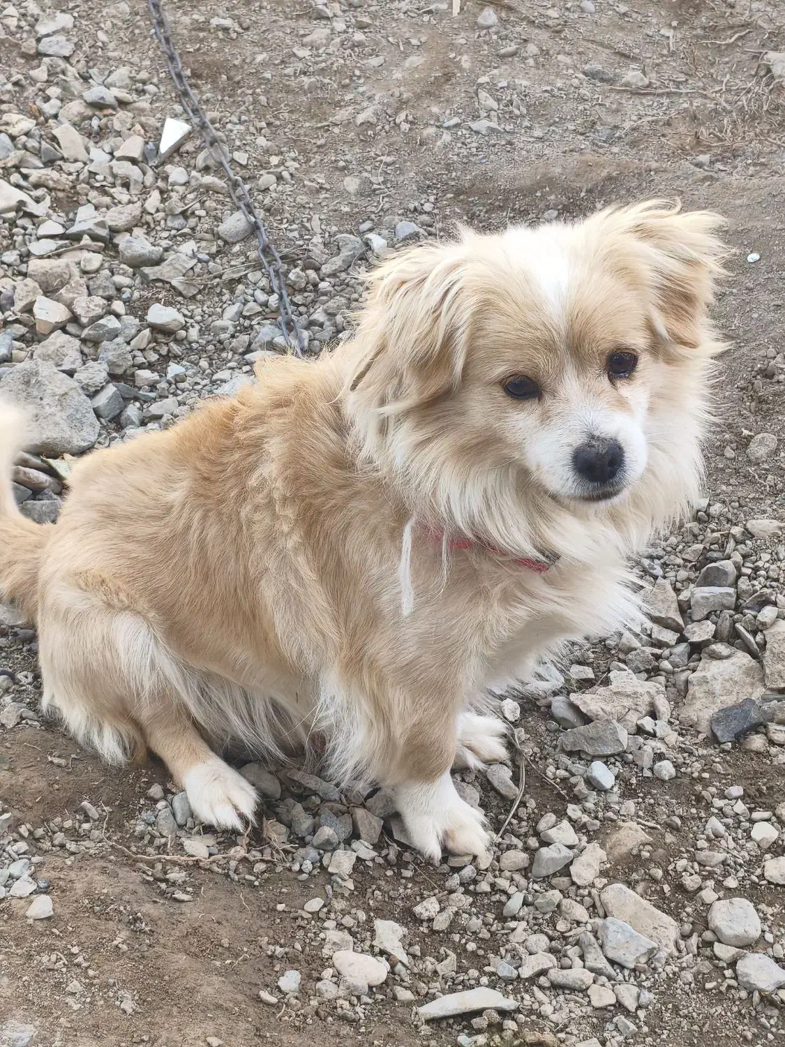 سگ پاکوتاه|سگ|جیرفت, |دیوار