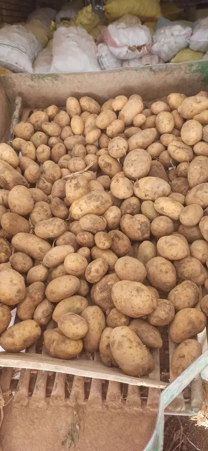 سیب زمینی اسپریت|خوردنی و آشامیدنی|دوتپه, |دیوار