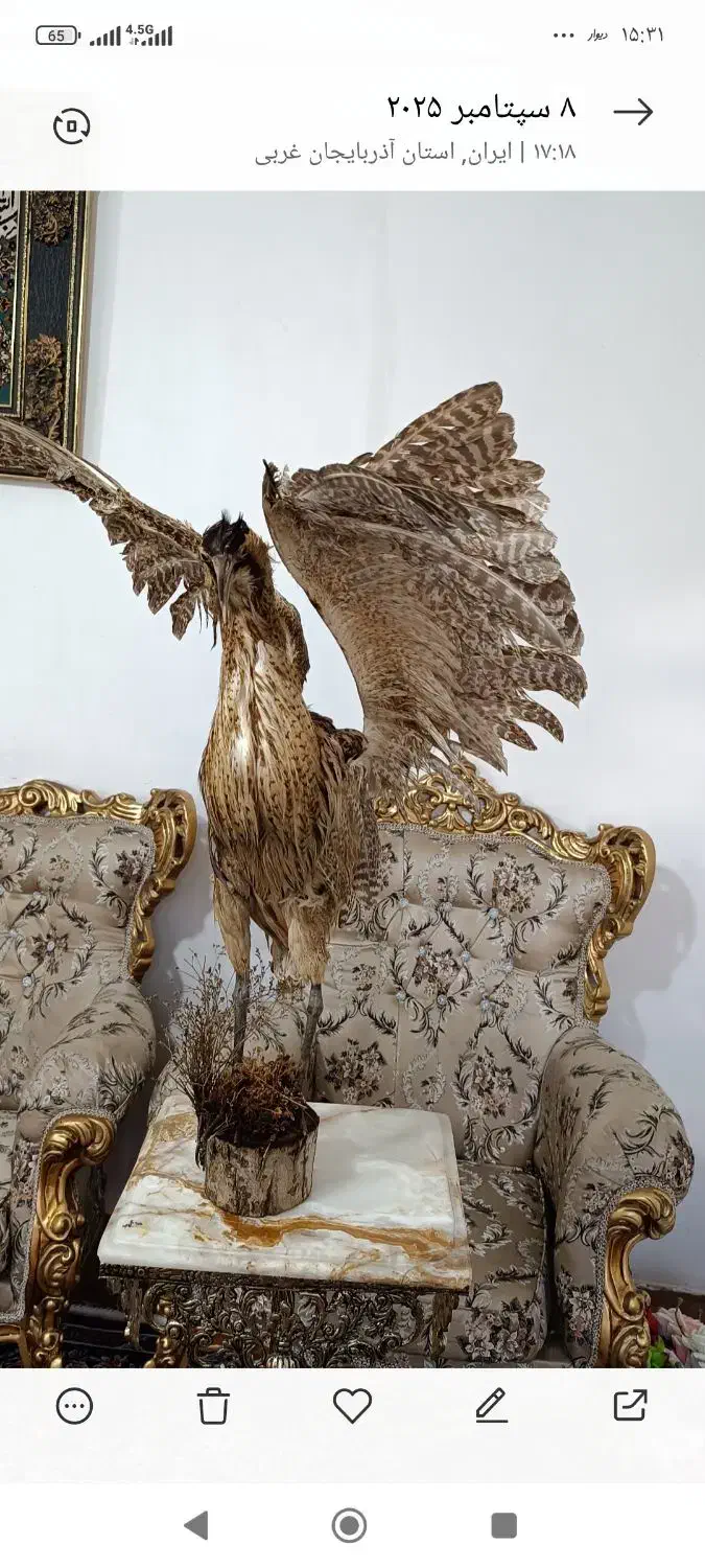 پرنده دکوری|مجسمه، تندیس، ماکت|بوکان, |دیوار