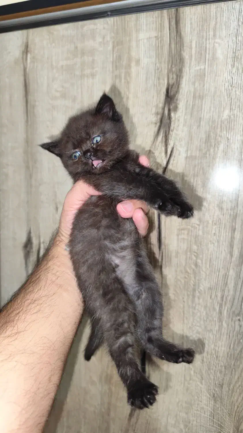 بچه گربه بریتیش|گربه|اندیشه, اندیشه فاز ۱|دیوار