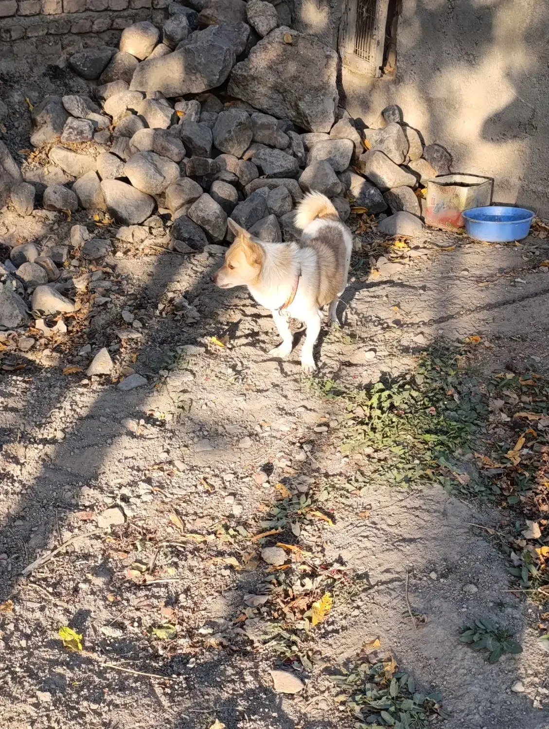 واگذاری پاکوتا|سگ|مهربان, |دیوار