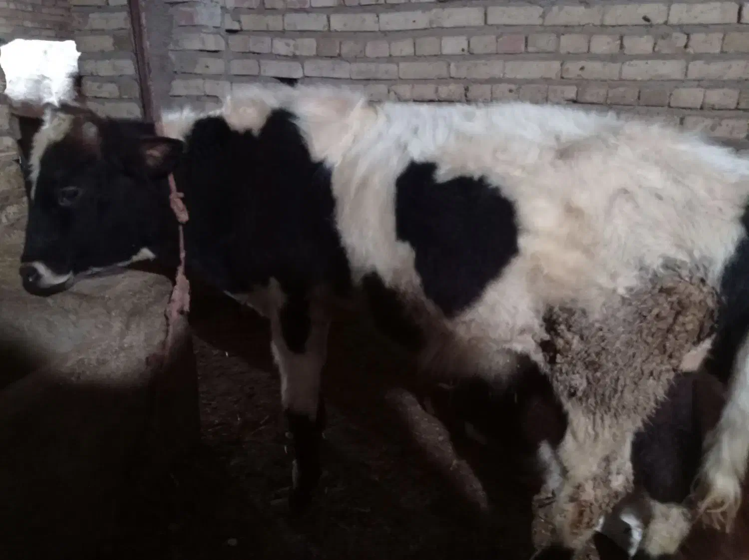 گوساله|حیوانات مزرعه|دوتپه, |دیوار