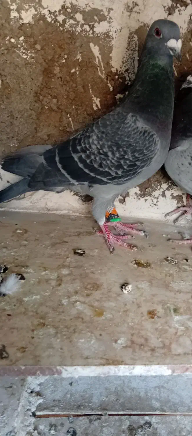 پرنده گرفتنی قلدر|پرنده|الوند, |دیوار