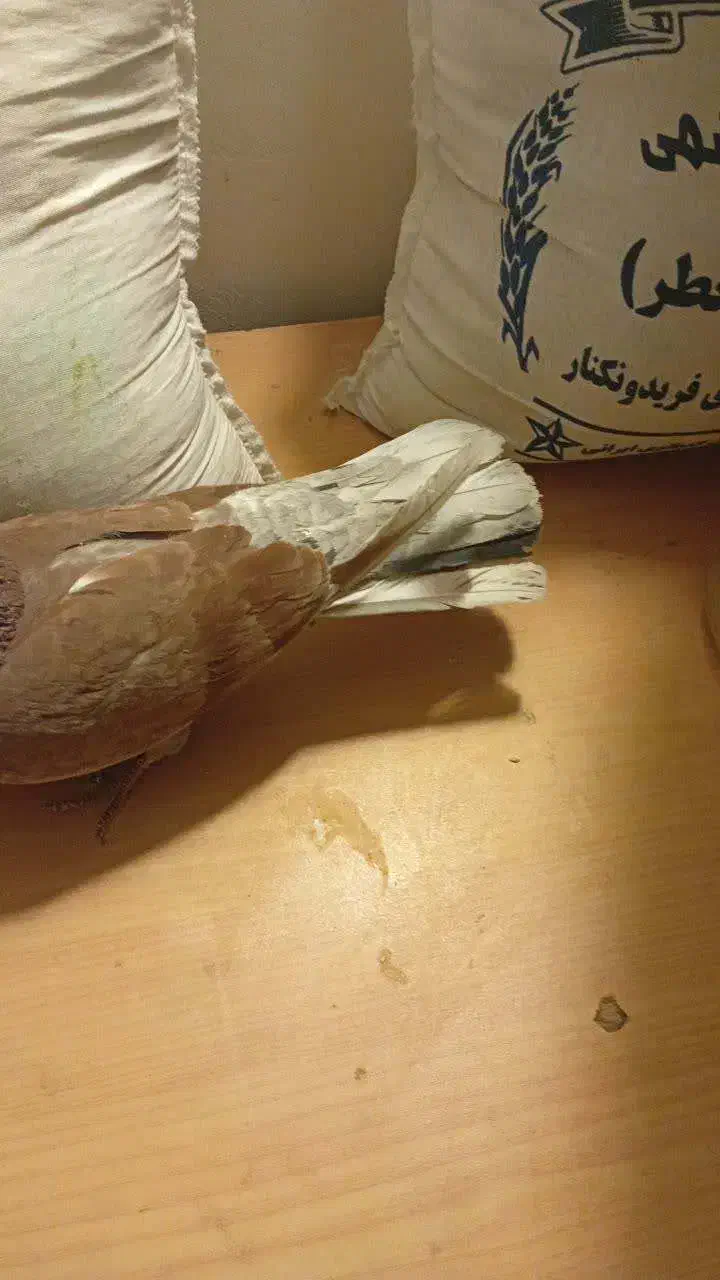 گمشده|حیوانات|اصفهان, سروستان|دیوار