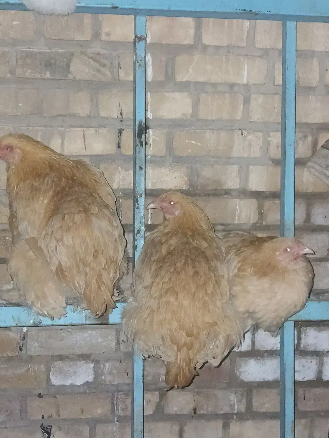 مرغ ویروس برهما|حیوانات مزرعه|نطنز, |دیوار