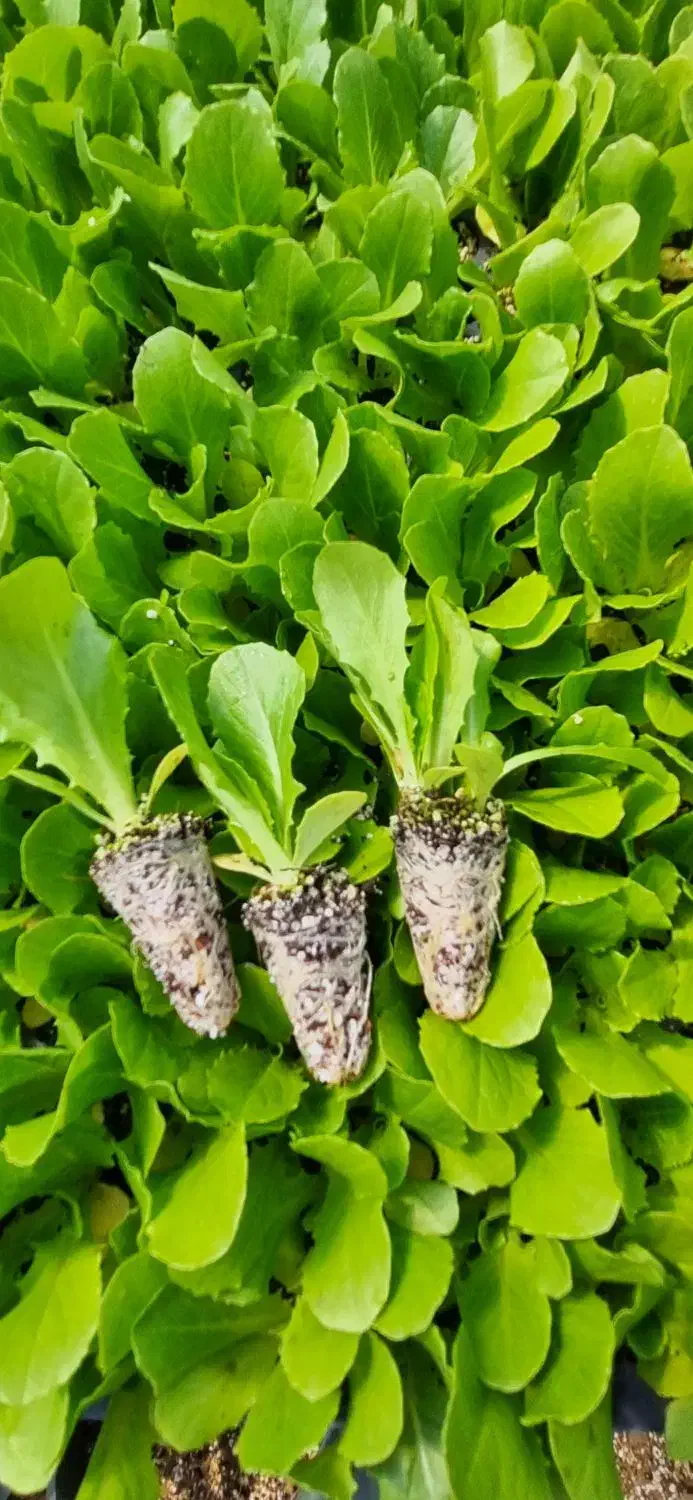 نشا|خدمات باغبانی و درختکاری|تنکمان, |دیوار