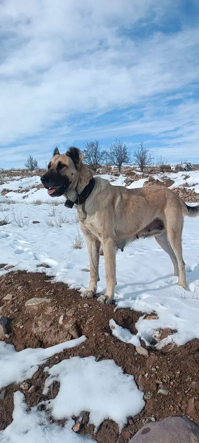 سگ ماده|سگ|قوچان, |دیوار