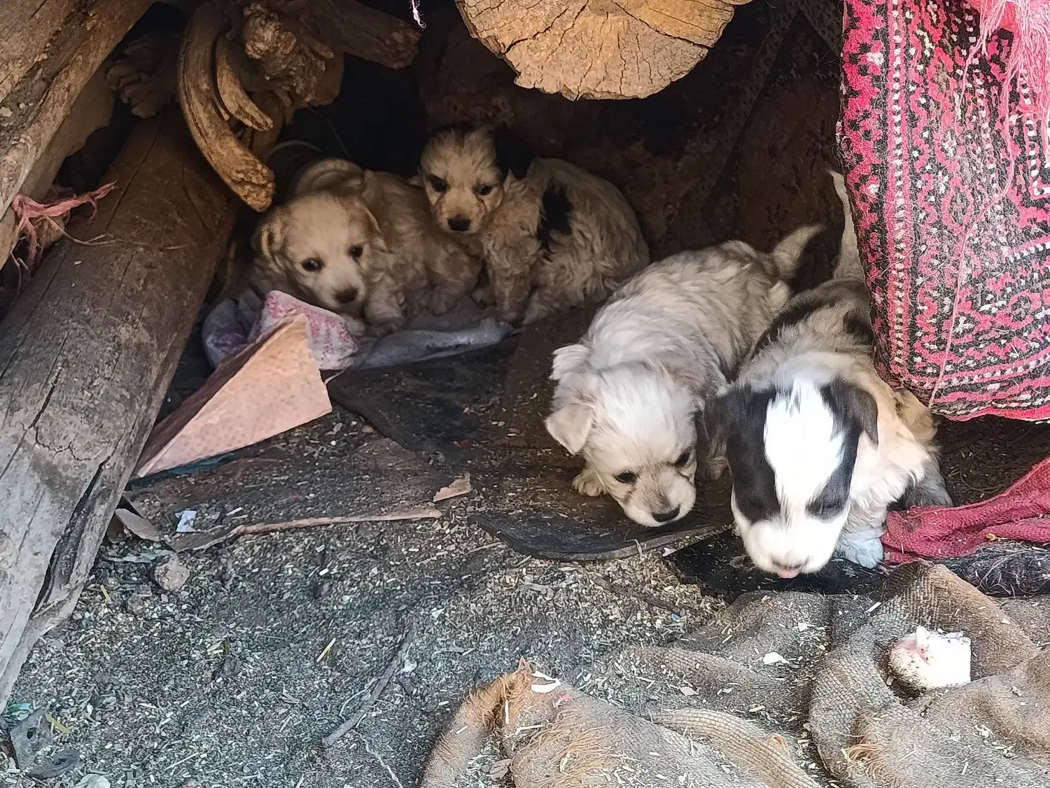 پاپی کوچولو ، پاپی گوش تیز .پشمالو|سگ|رشتخوار, |دیوار