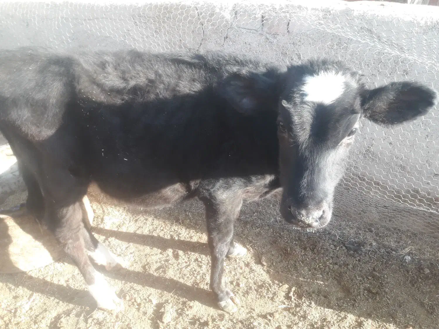 گوساله ماده نژاد جرسی|حیوانات مزرعه|مرودشت, ثبت احوال|دیوار