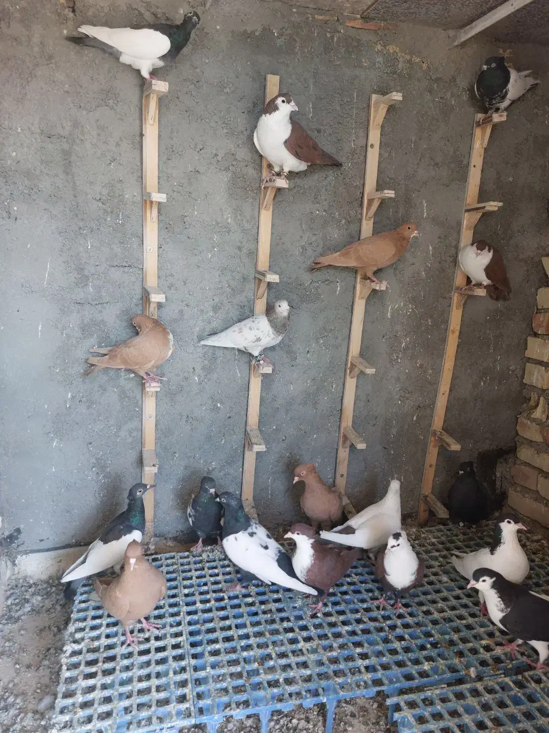 کبوتر رنگه|پرنده|بیرجند, |دیوار