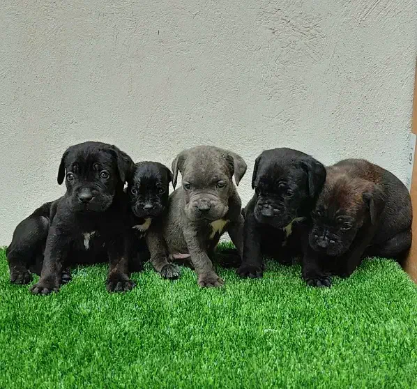 توله کنگرسو .و دوتا کنگرسو بالغ|سگ|لواسان, |دیوار