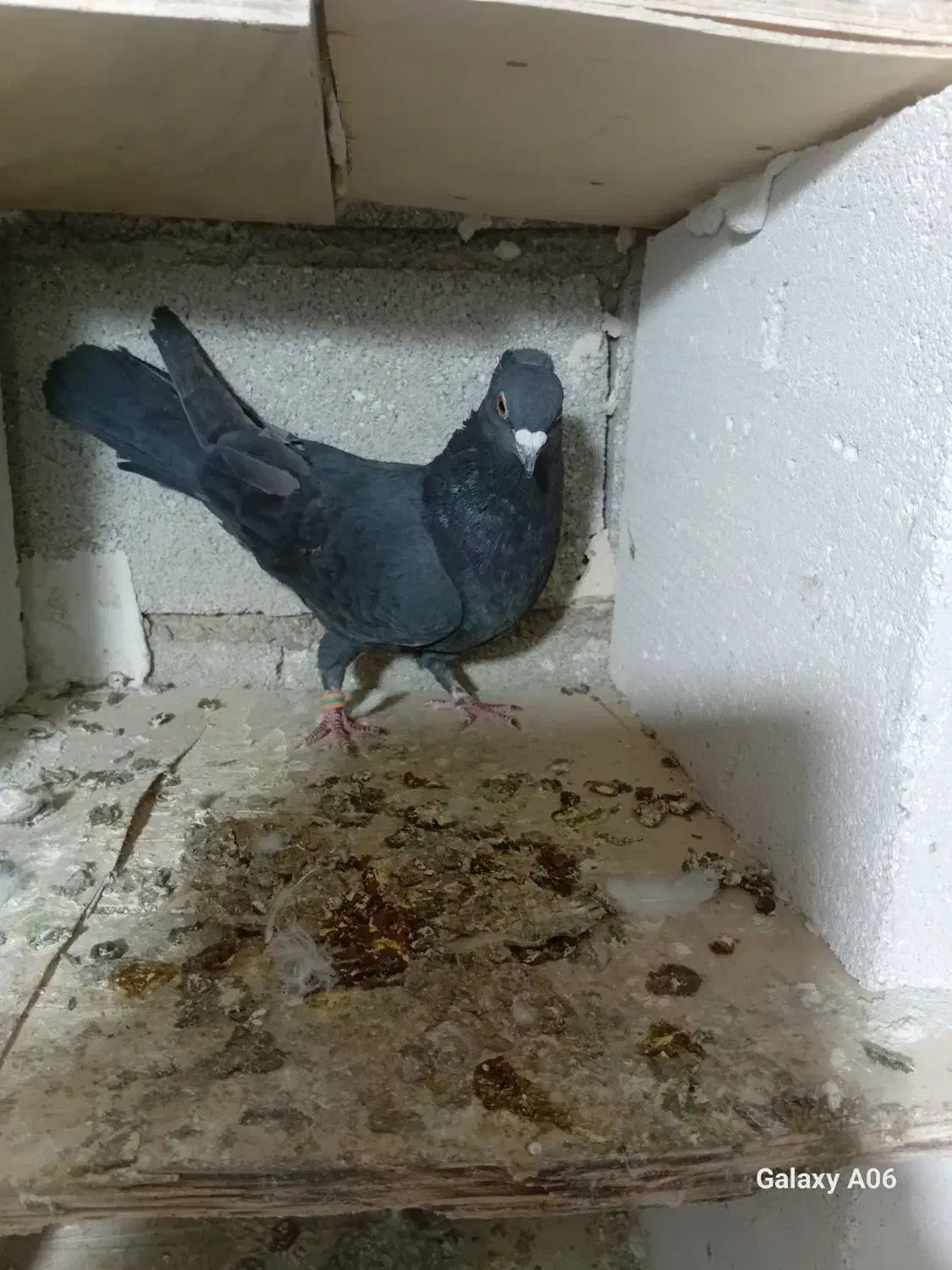 کبوتر پرنده|پرنده|بستان آباد, |دیوار