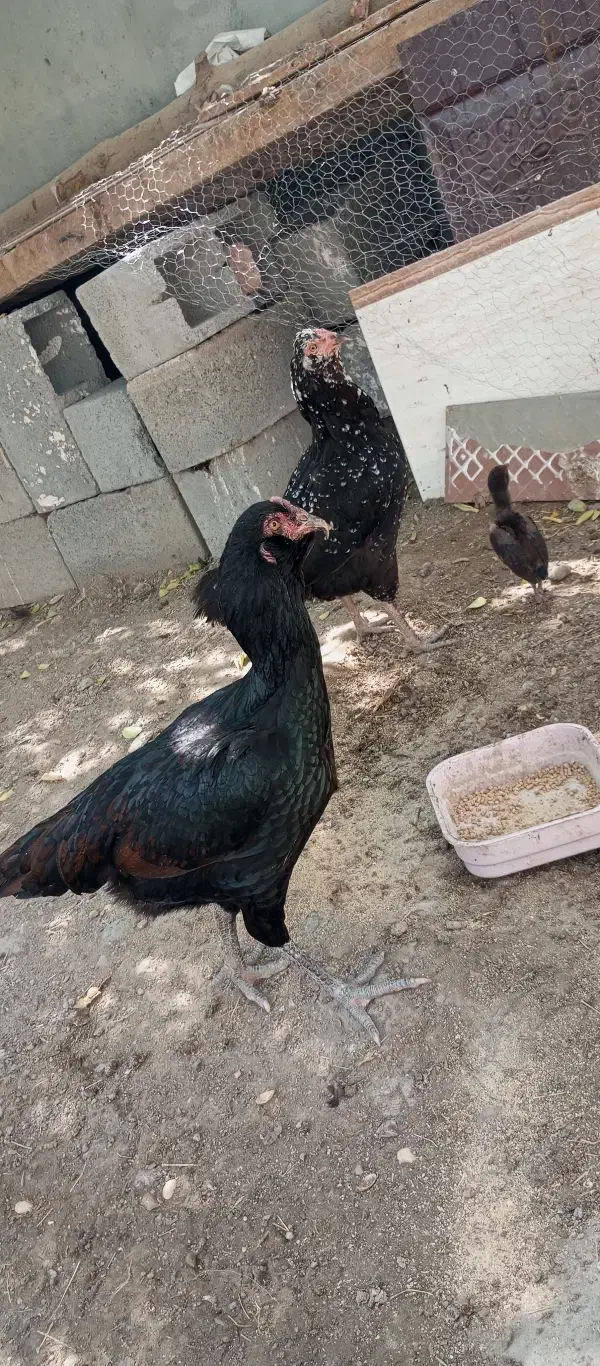 فروشی|حیوانات مزرعه|میناب, |دیوار